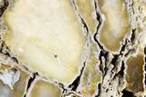 Agatized Fossil Coral - Florida #257868-1